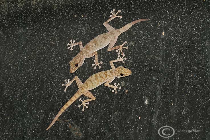 Geko deserto : ptyodactylus hasselquisti